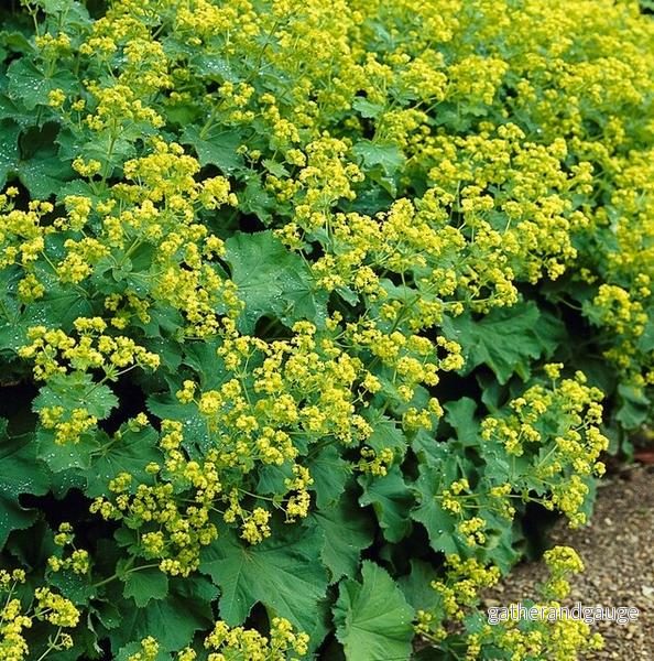 Alchemilla Mollis (Allmän Alchemilla) ’Mollis’ Alchemilla Mollis (Allmän Alchemilla) ’Mollis’