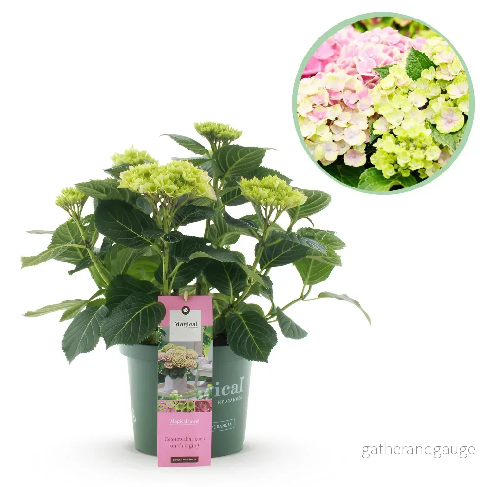 Hortensia (Hydrangea macrophylla) 'Rose Bijou' - Bild 2