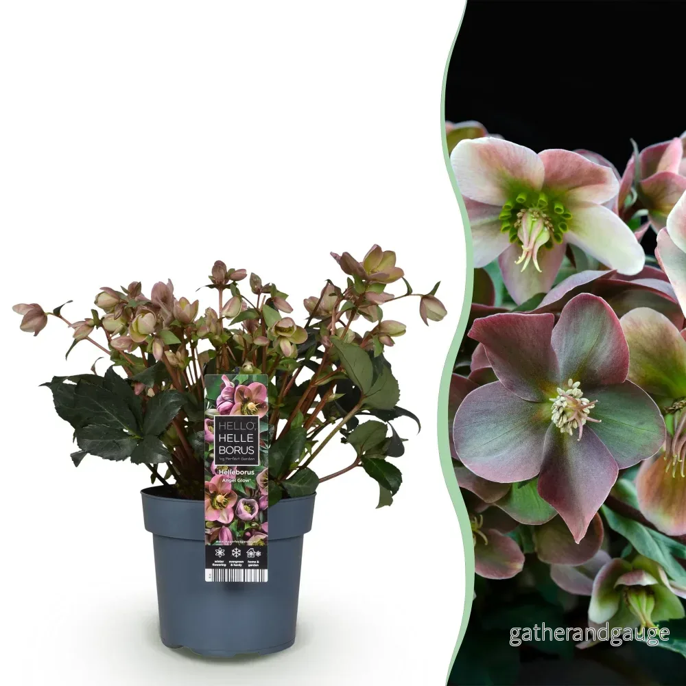 Julros (Helleborus x) 'Angels Glow' - Bild 2