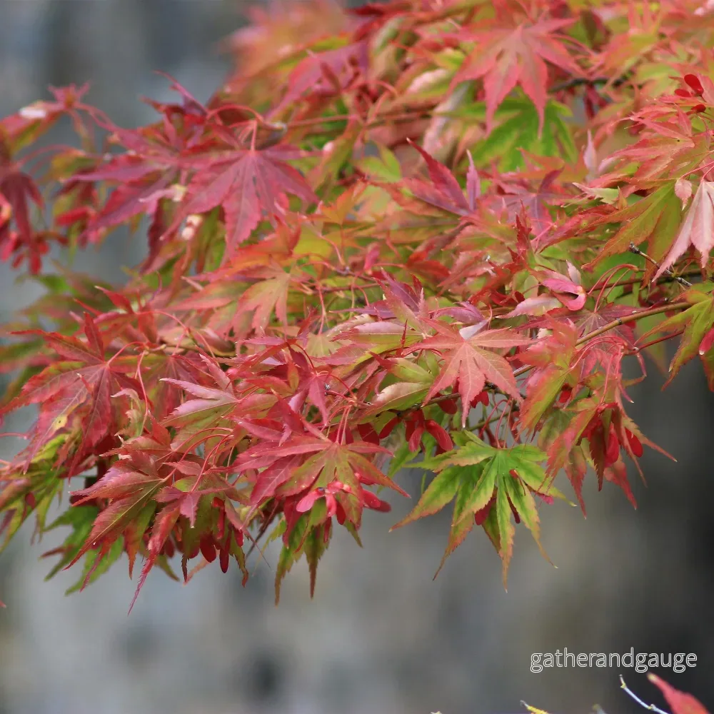 Japansk Lönn (Acer palmatum) 'Beni-maiko' - Bild 3