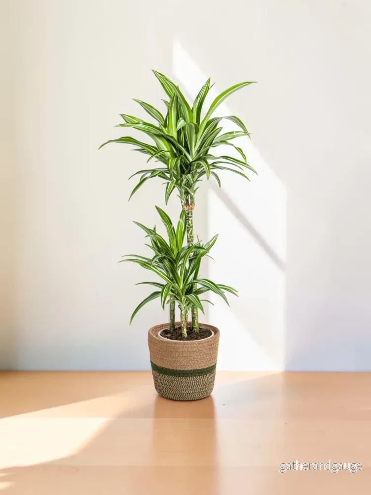 Dracaena Deremensis White Stripe met mand Ø21cm – ↕90 – 110cm