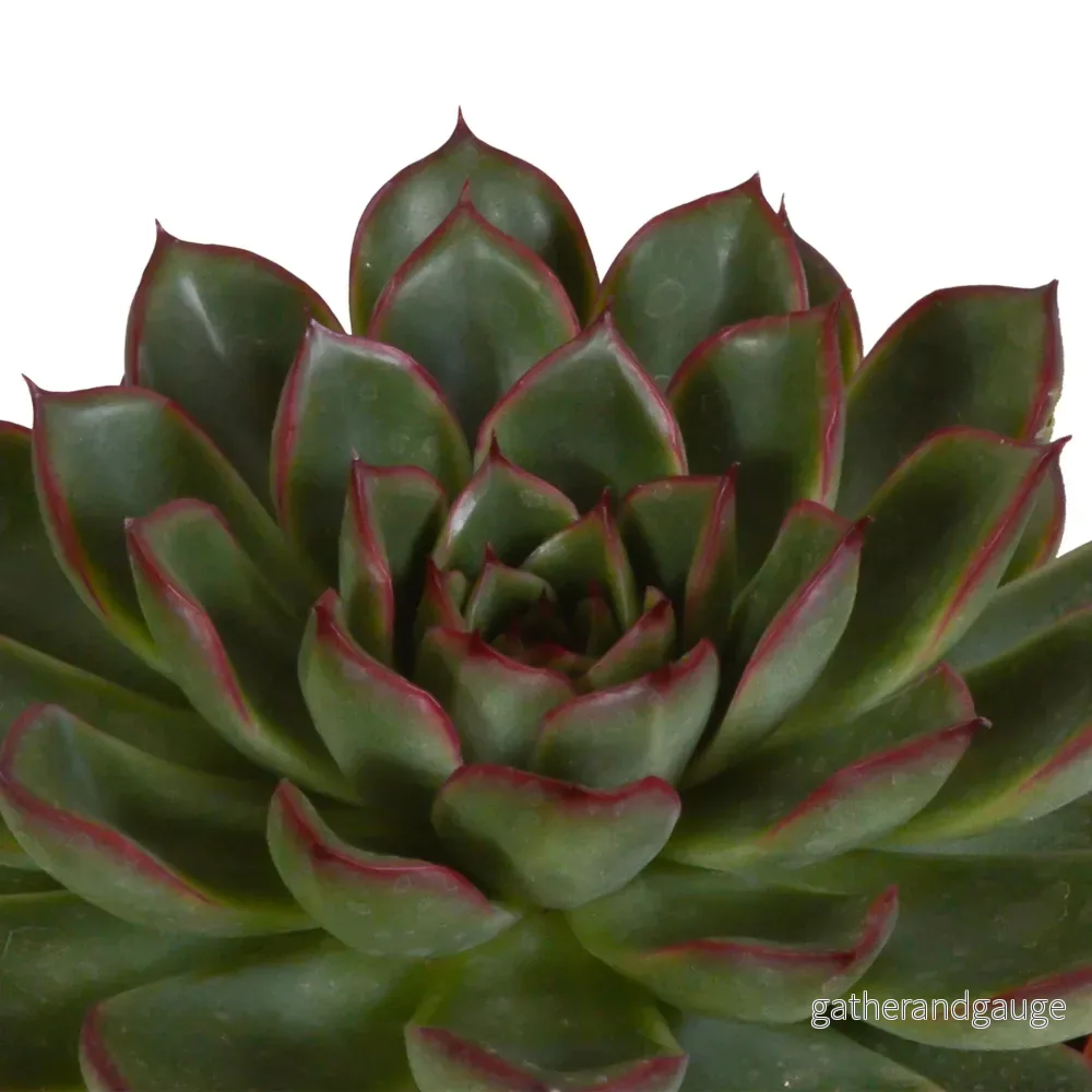 Trio av Echeveria och deras blomkrukor h15cm - Bild 3