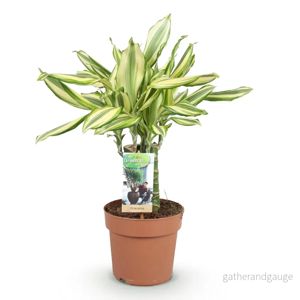 Dracaena Diamond Dream - Bild 3