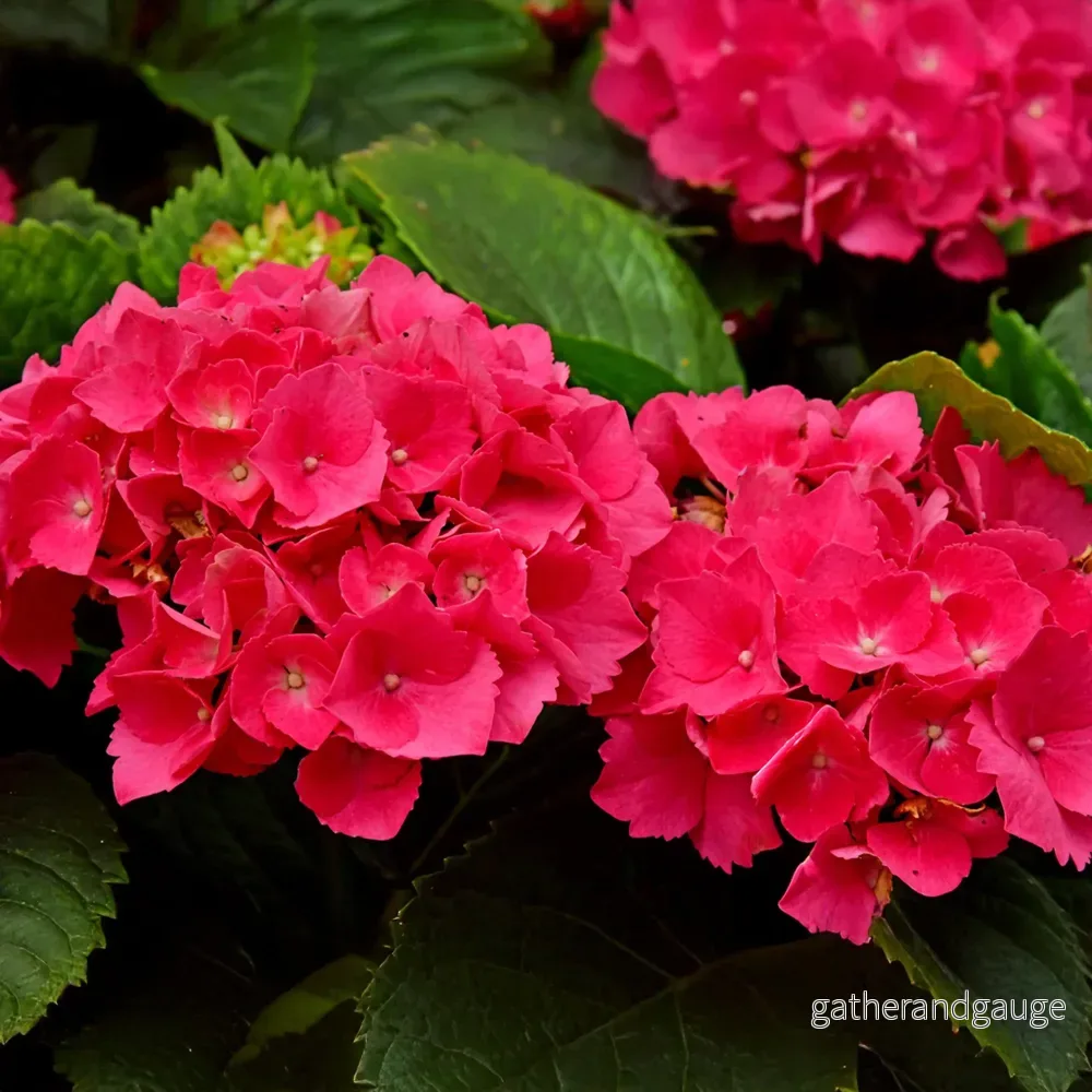 Hortensia (Hydrangea macrophylla) 'Rouge' - Röd blomsterprakt för trädgården - Bild 3