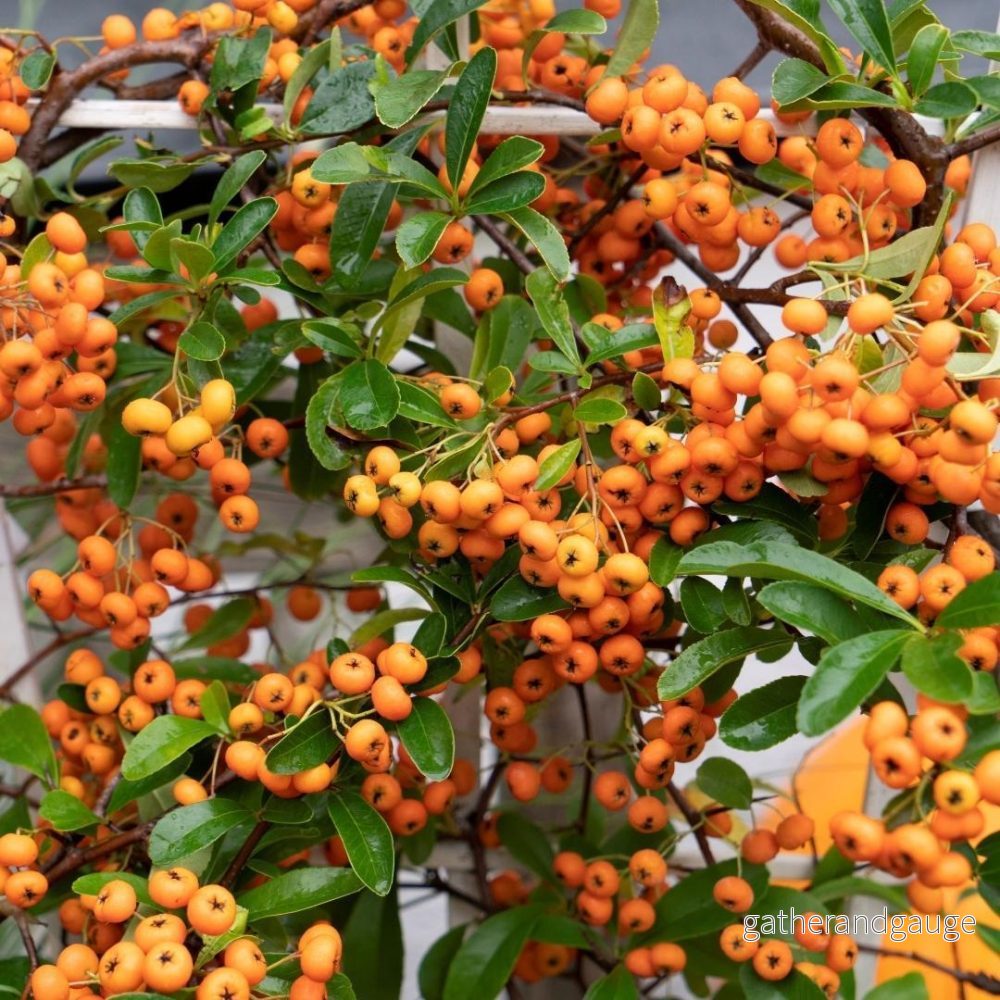 Pyracantha coccinea Orange Star - Bild 2