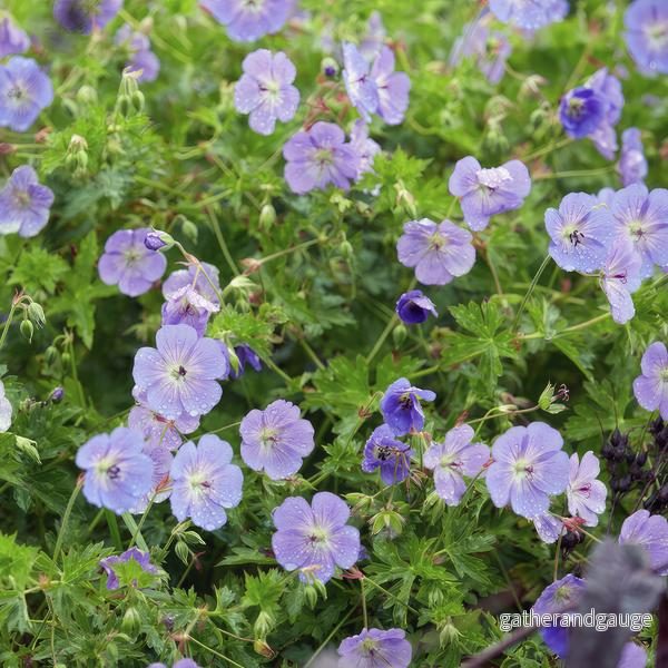 Storkransbill Vivace (Geranium) 'Rozanne' - Bild 3