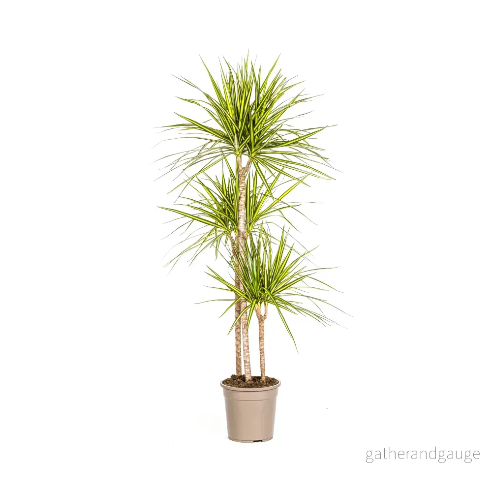 Dracaena Marginata Sunray Ø24cm - ↕130 - 150cm - Bild 3