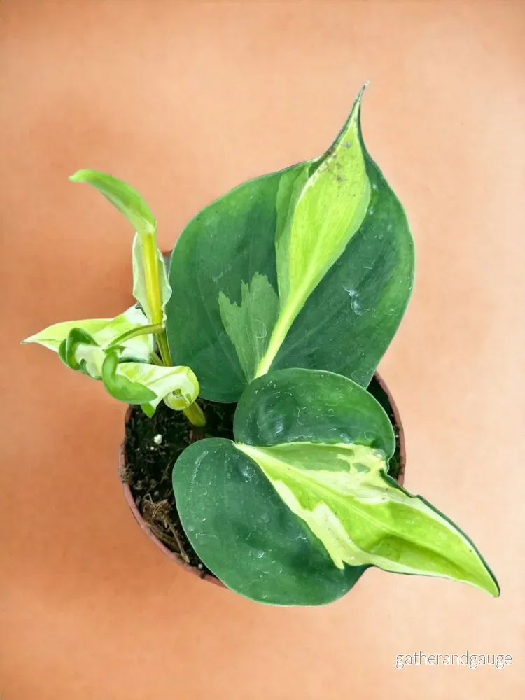 Philodendron Cream Splash Philodendron Cream Splash