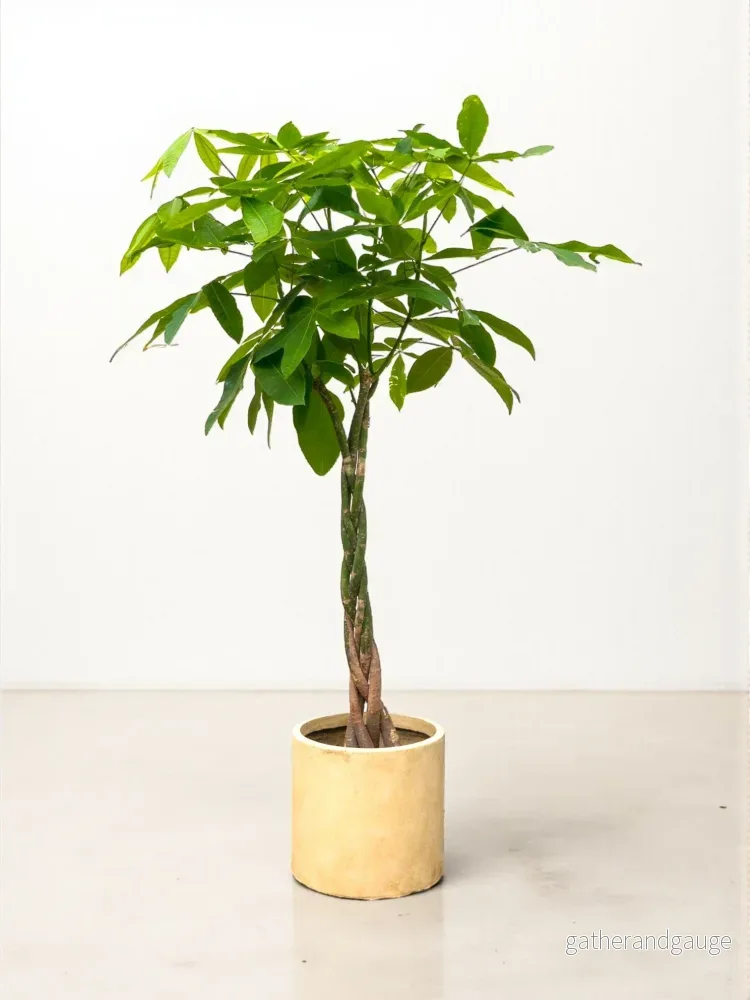Pachira Aquatica flätad – 160cm – ø27