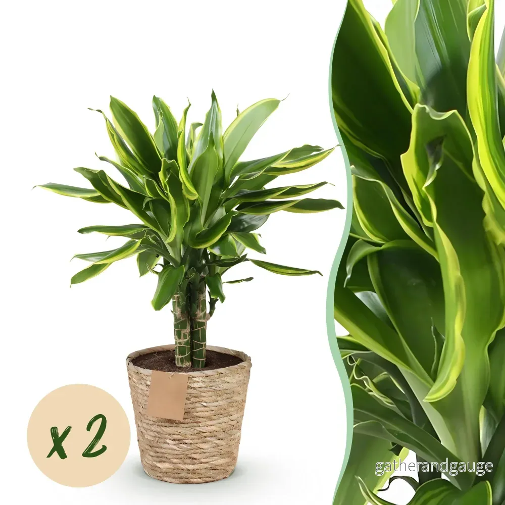 Dracaena Golden Coast – Set om 2 – Höjd 50-55 cm - Bild 2