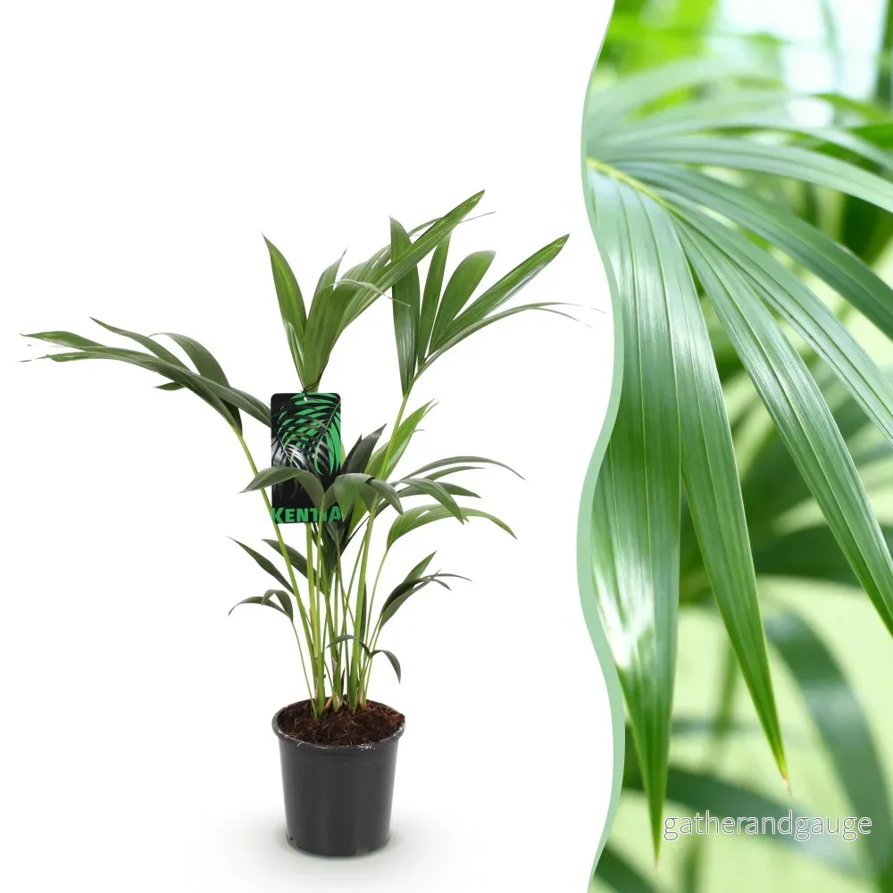 Howea Forsteriana Kentia - Bild 3