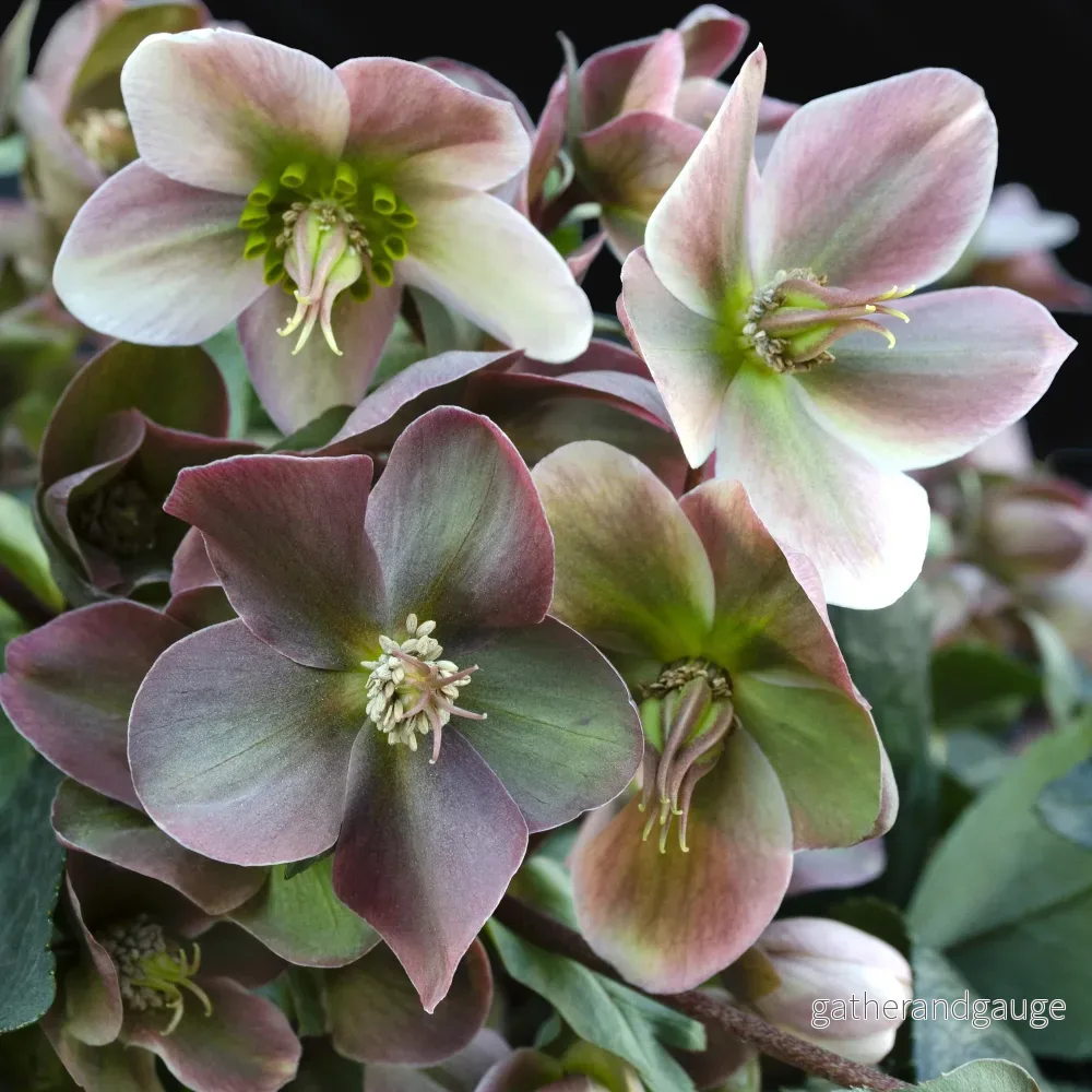 Julros (Helleborus x) 'Angels Glow'