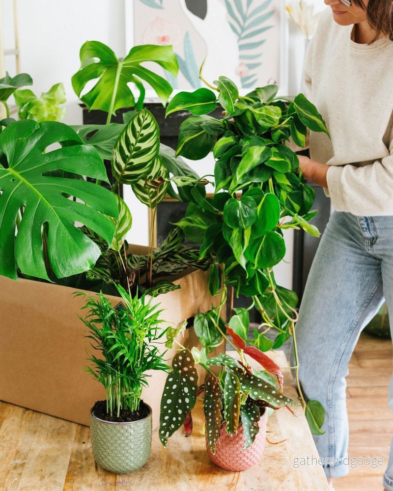 Djungelfeber Plant Box - Bild 2