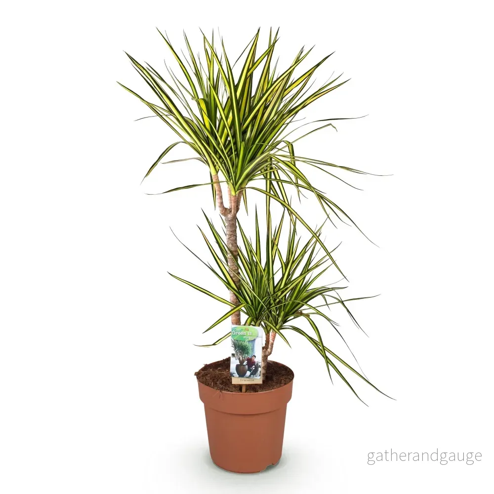 Dracaena Sunray - Bild 3