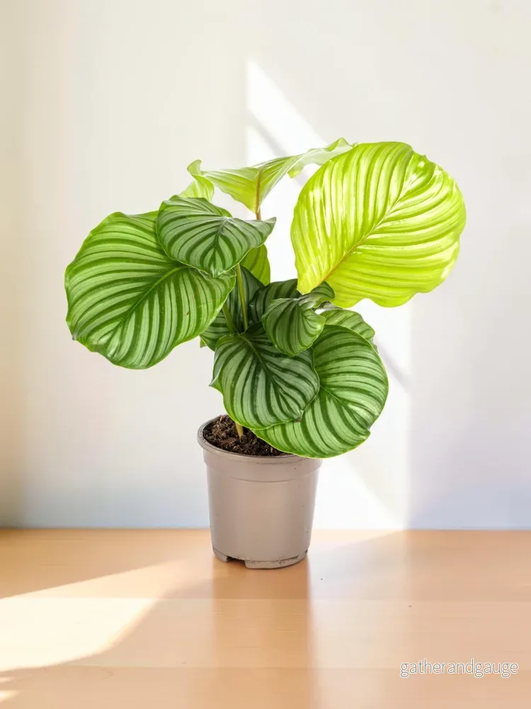 Calathea Orbifolia Ø17cm – ↕40 – 50cm