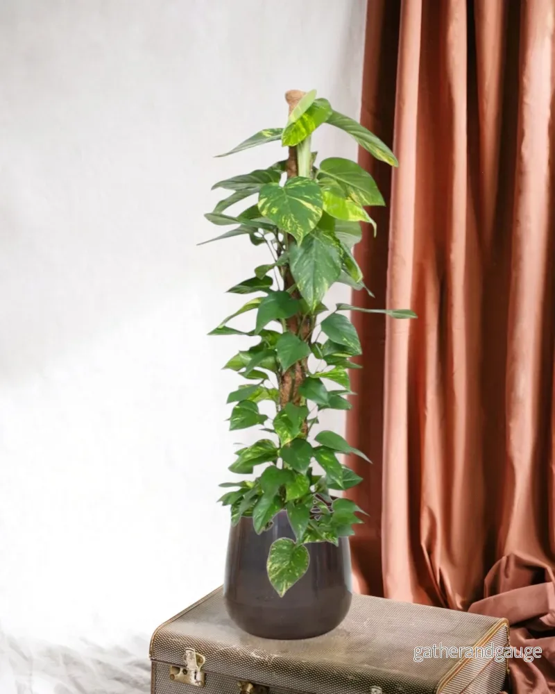 Epipremnum Aureum pothos Epipremnum Aureum pothos