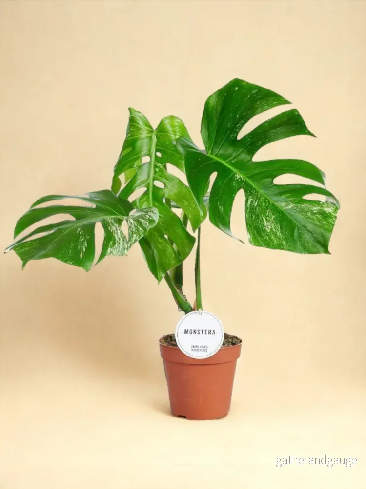 Monstera Thai Constellation Monstera Thai Constellation