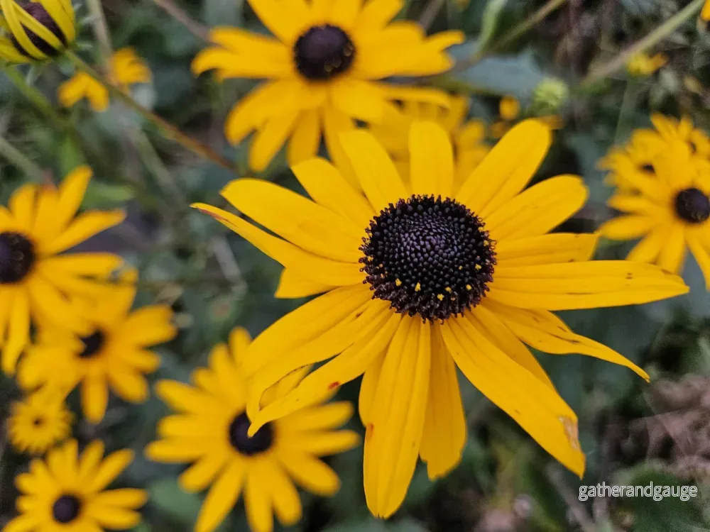 Rudbeckia (Rudbeckia fulgida) 'Goldsturm' – Guldblommande Solögon - Bild 3