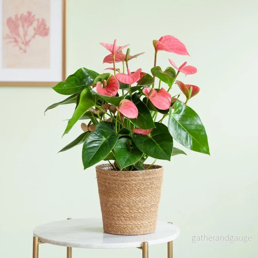 Anthurium Rose och dess kruka