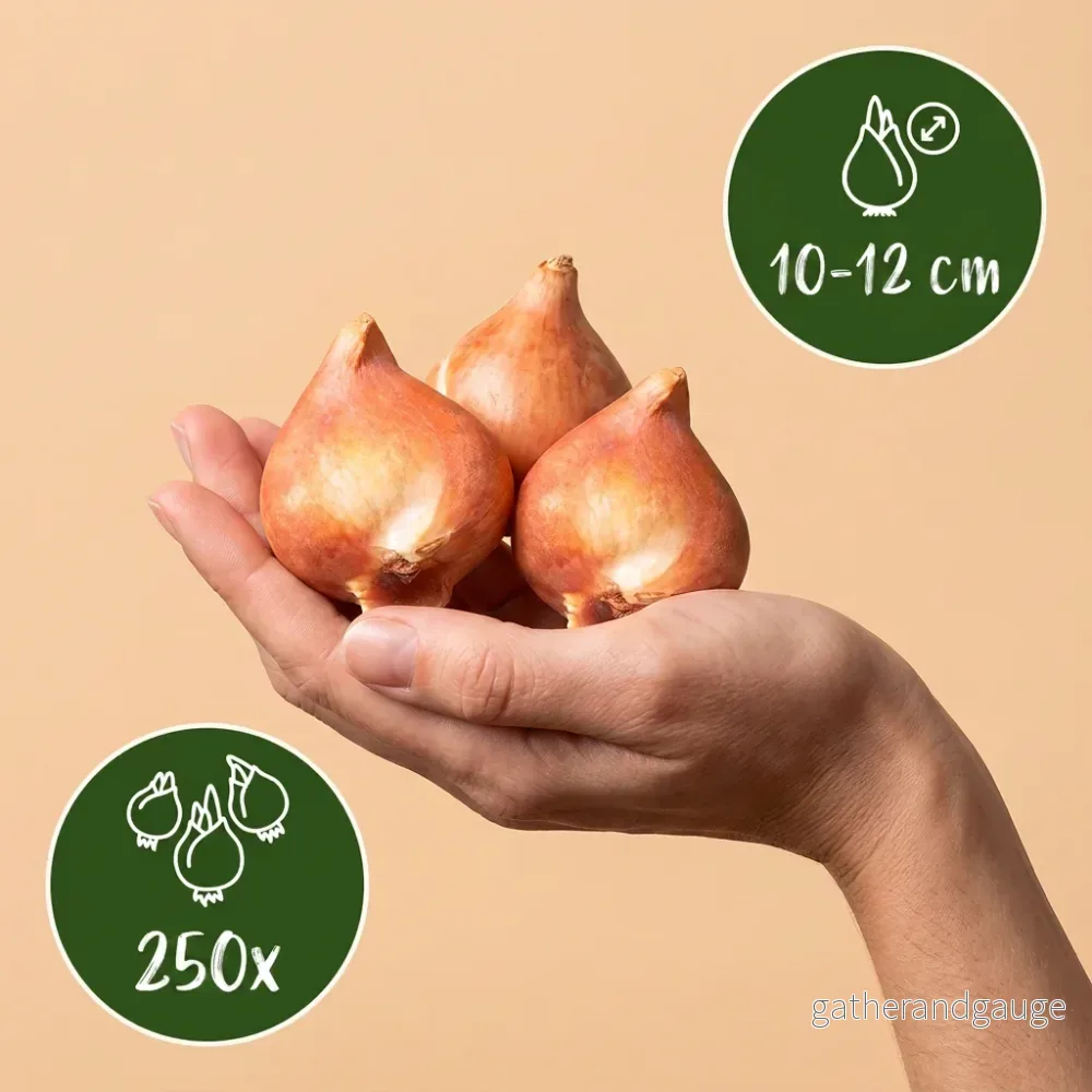 Mélange de bulbes de printemps, grande quantité - Bild 3