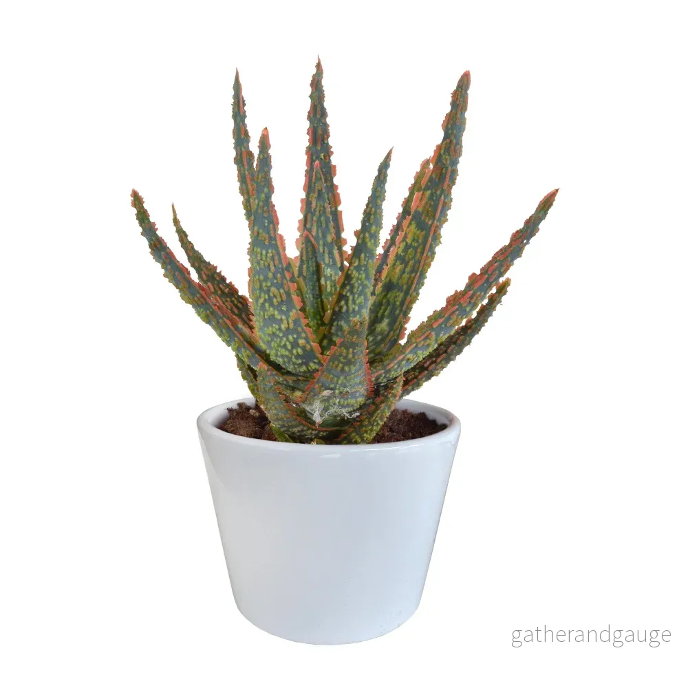 Aloe Zebrina Aloe Zebrina