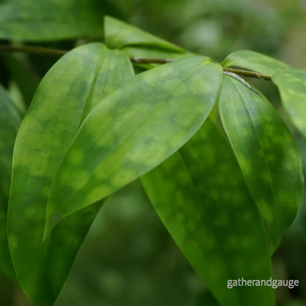 Dracaena (Dracaena surculosa) ’Dracaena Surculosa’