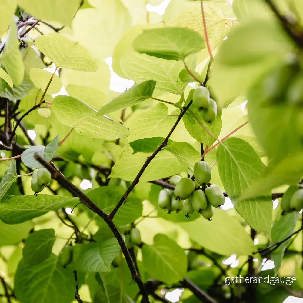 Kiwi (Actinidia arguta) 'Issai' - Bild 3