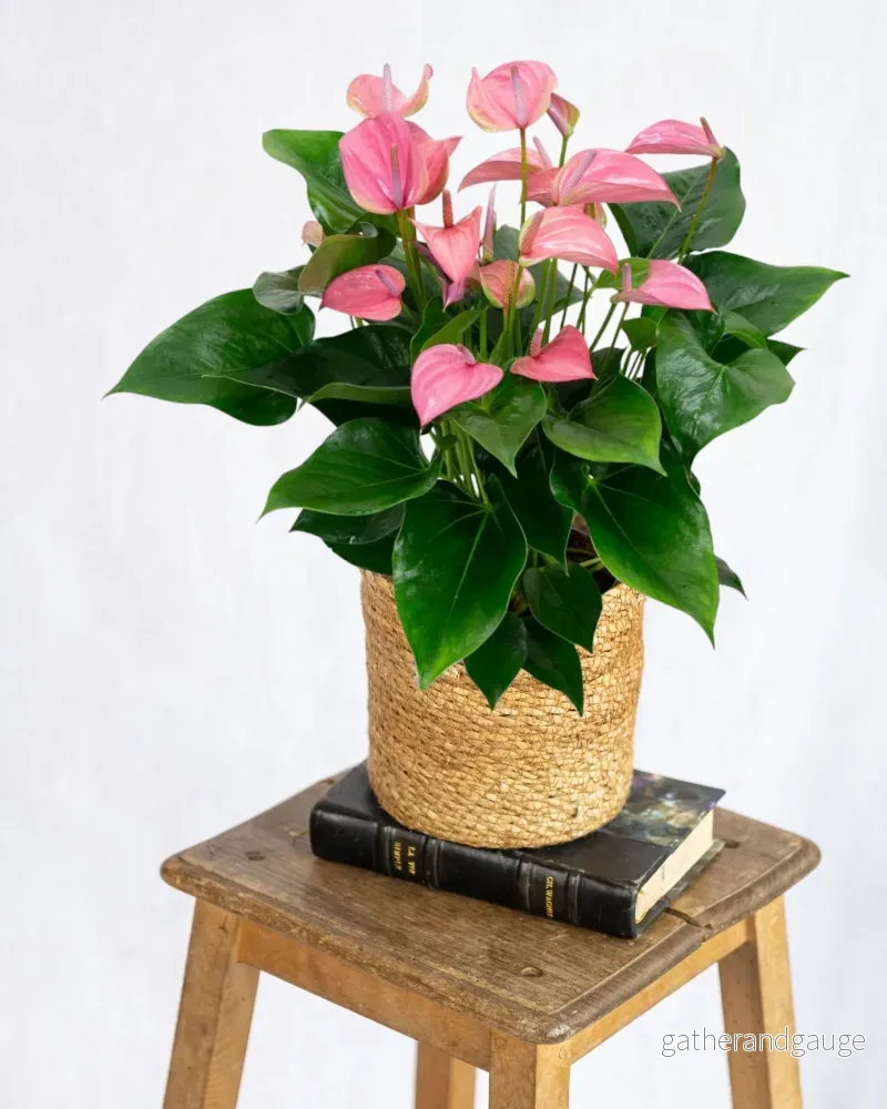 Pulverrosa anthurium Pulverrosa anthurium