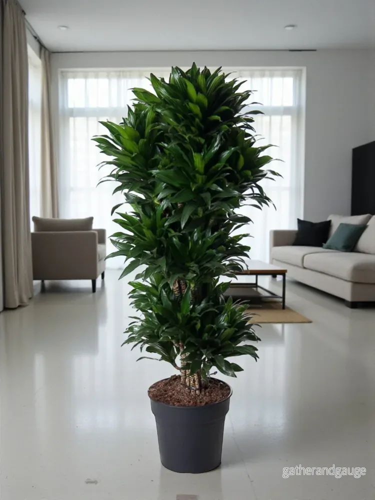 Dracaena Compact grenad – 140 cm – ø31