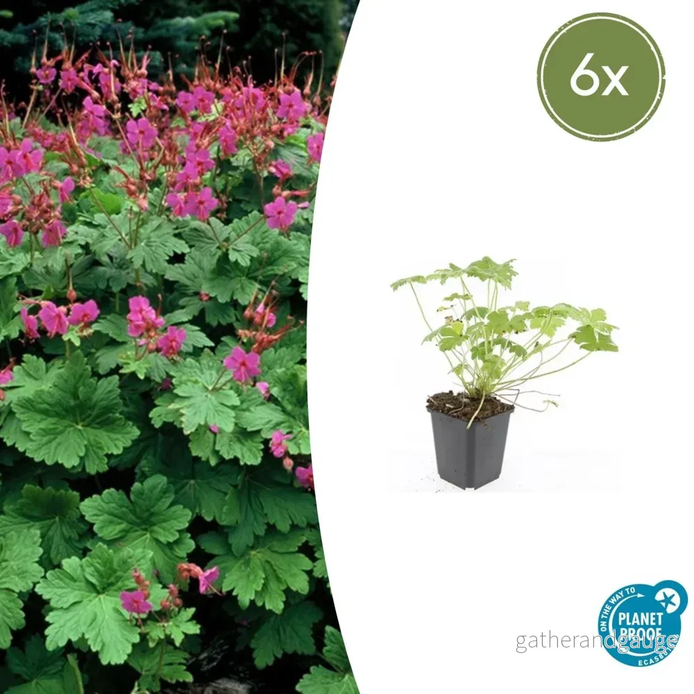 Storkransbusken (Geranium macrorrhizum) 'Czakor' - Bild 2