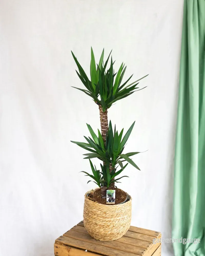 Stor yucca Stor yucca