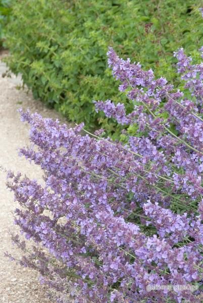 Kattmynta (Nepeta x faassenii) 'Walker's Low'