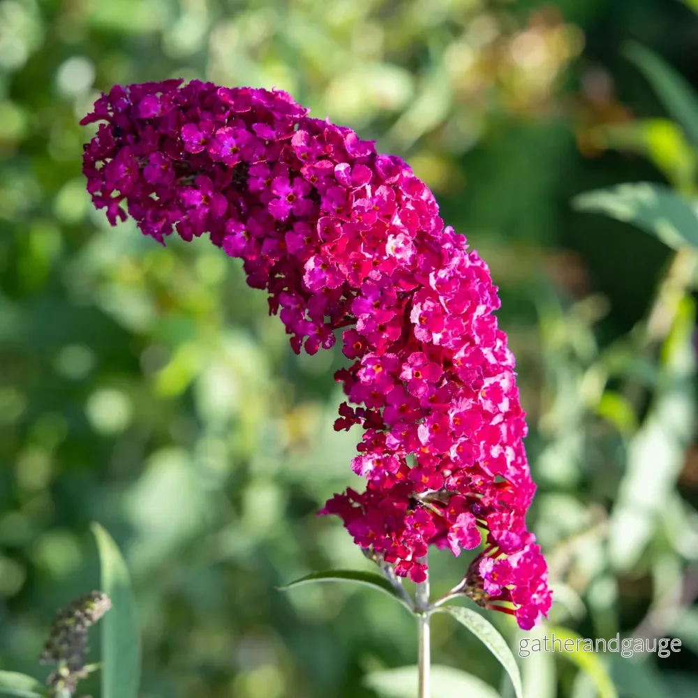 Fjärilsbuske (Buddleja davidii) 'Royal Red' - Bild 3