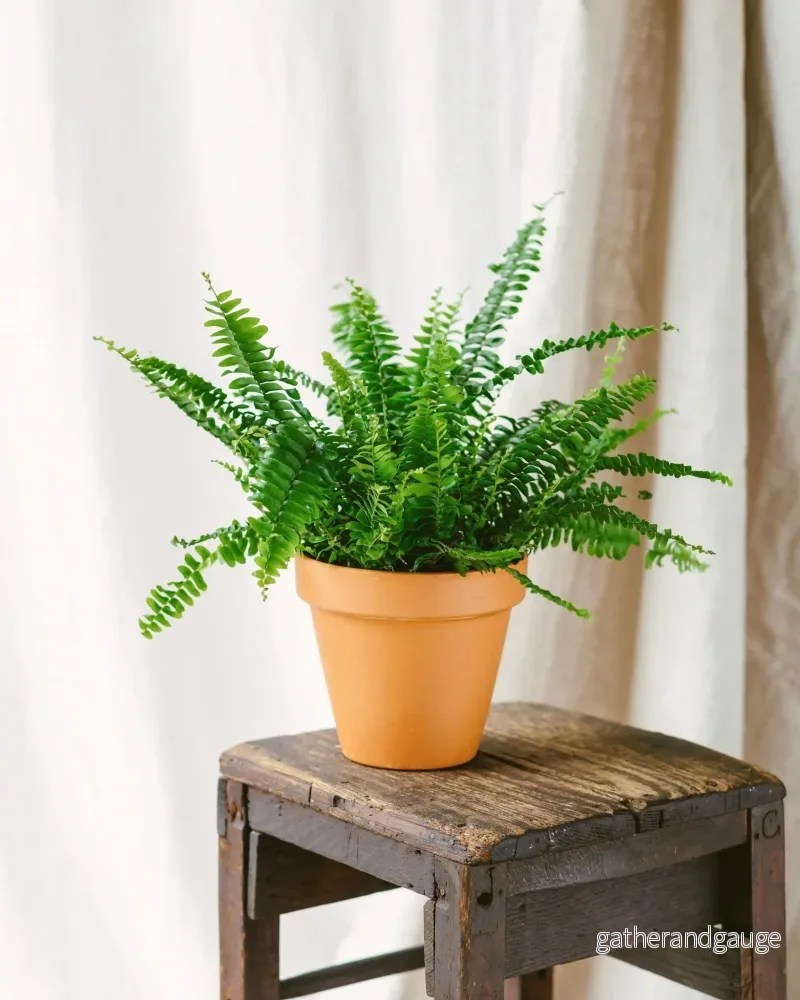 Boston Fern