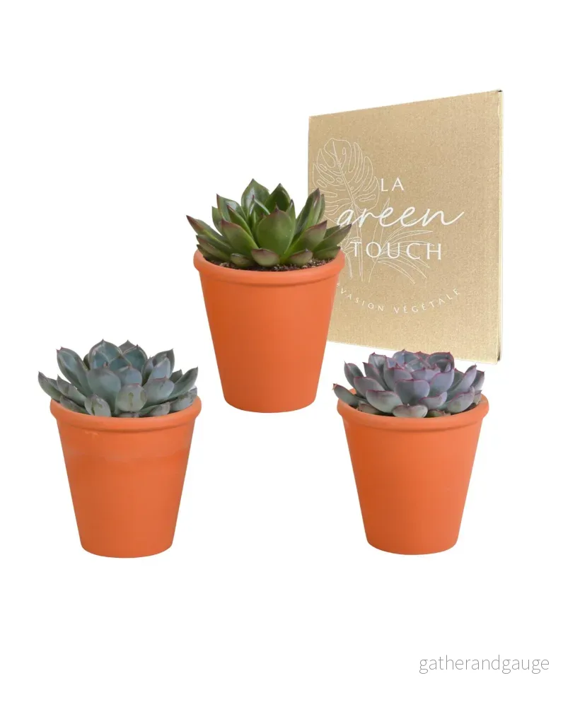 Trio av Echeveria och deras terrakottakrukor h15cm