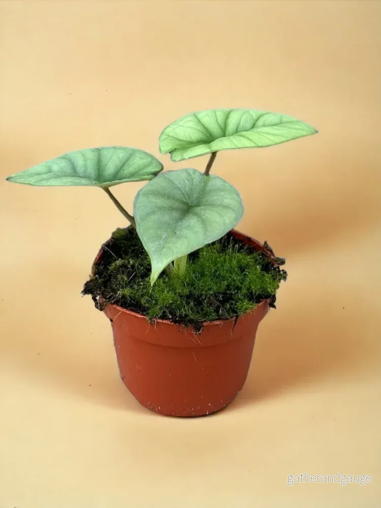 Alocasia Platinum Alocasia Platinum