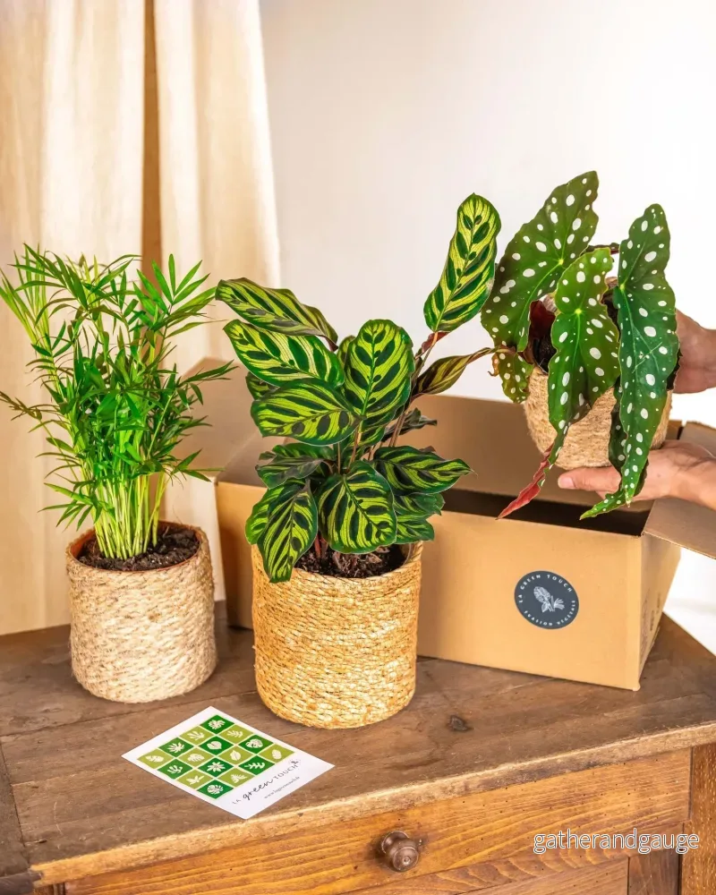 Djungelfeber Plant Box