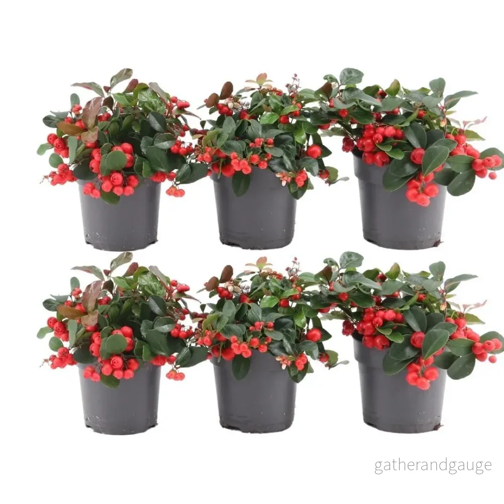 6x Wintergreen ’Big Berry’ 6x Wintergreen ’Big Berry’