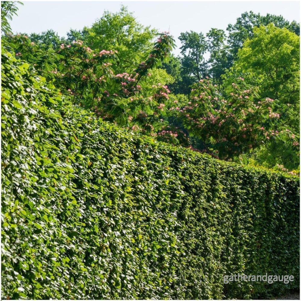 Carpinus Betulus – Set om 6