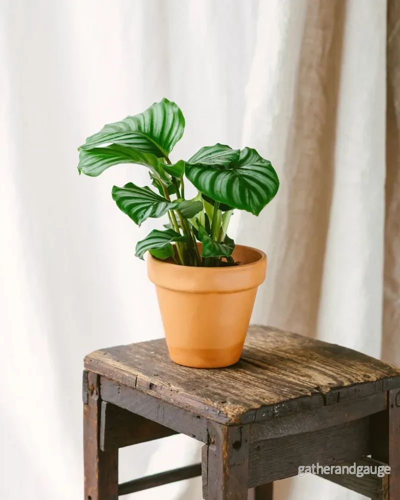 Calathea Orbifolia Calathea Orbifolia