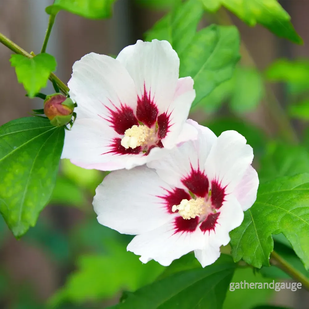 Altea (Hibiscus syriacus) ’Hamabo’