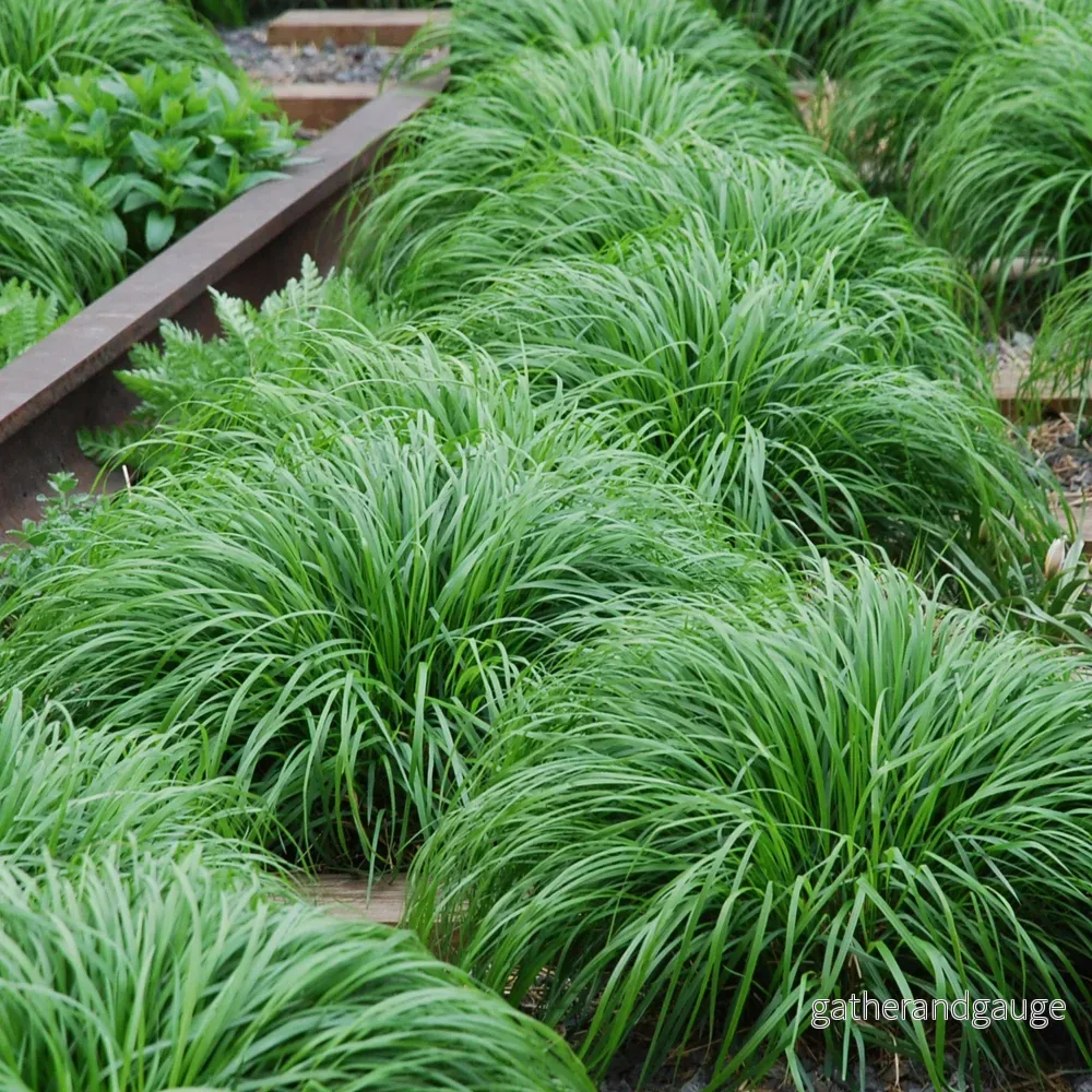 Japansk Starr (Carex Oshimensis) 'Intense Green' - Bild 3