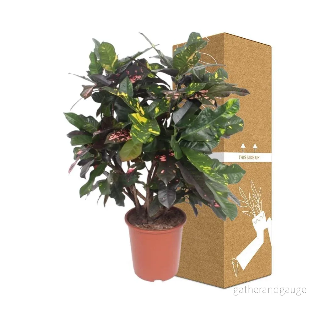 Codiaeum Magnificent - Bild 3