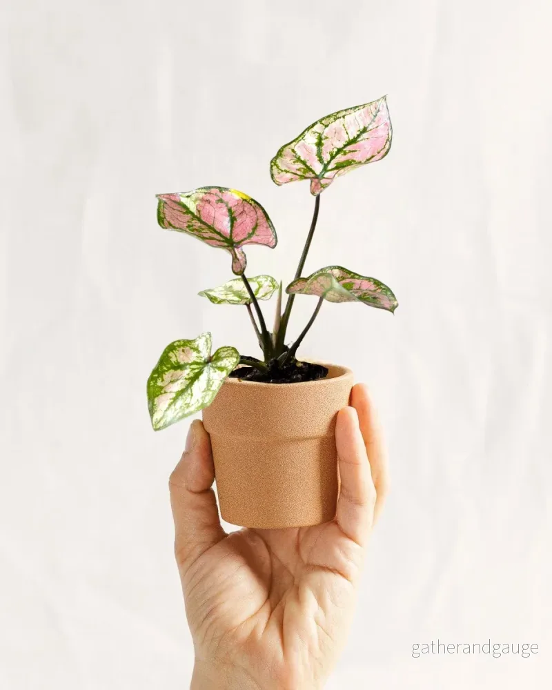 Mini Caladium lila