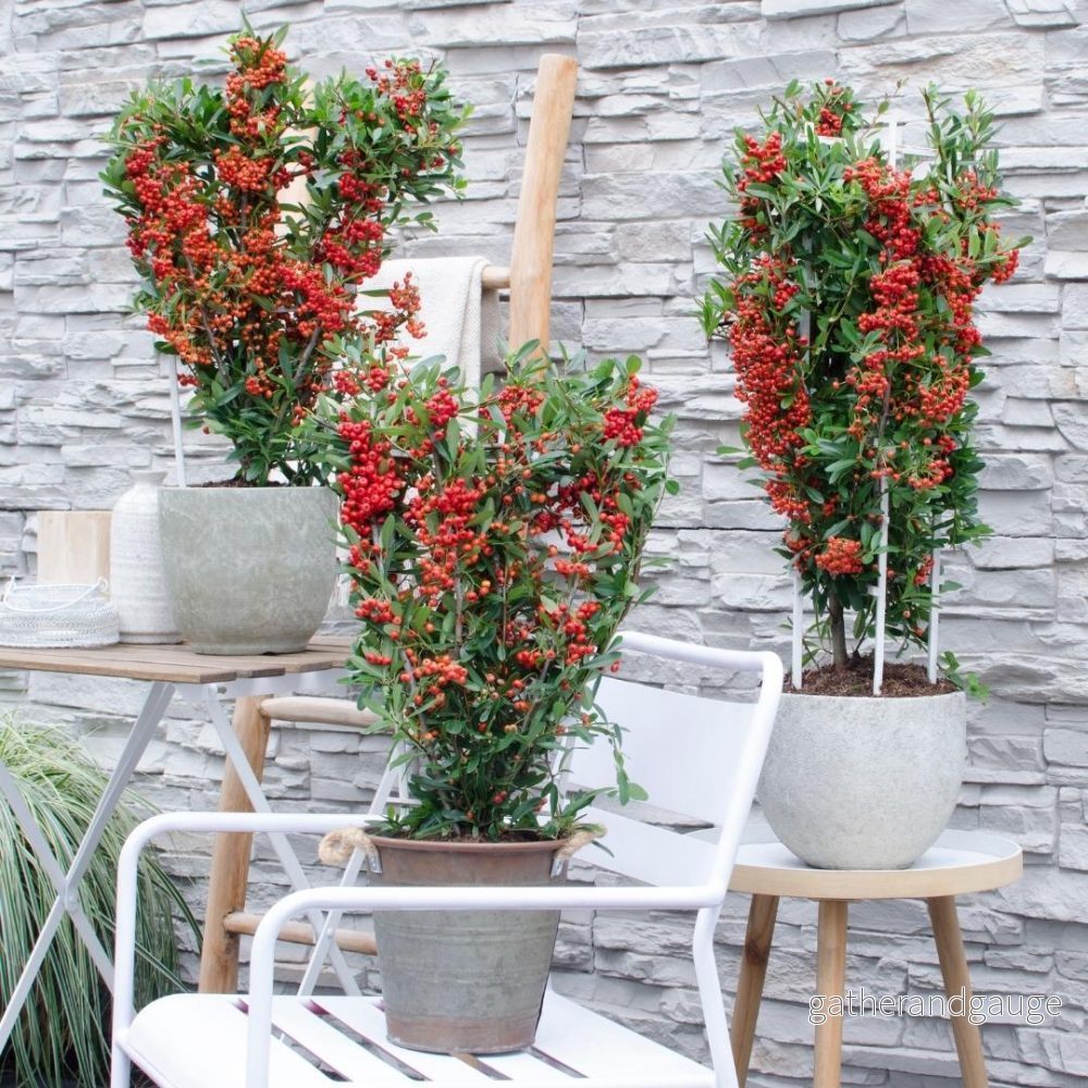 2 x Pyracantha coccinea Red Star - Bild 3