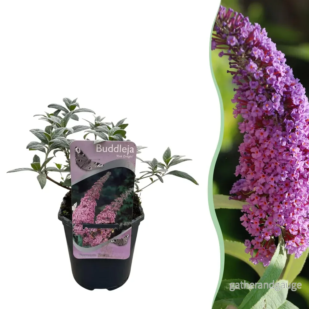 Fjärilsbuske (Buddleja davidii) 'Pink Delight' - Bild 2