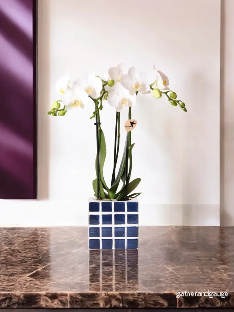 Vit Amabilis Orchid och dess kruka - Bild 2