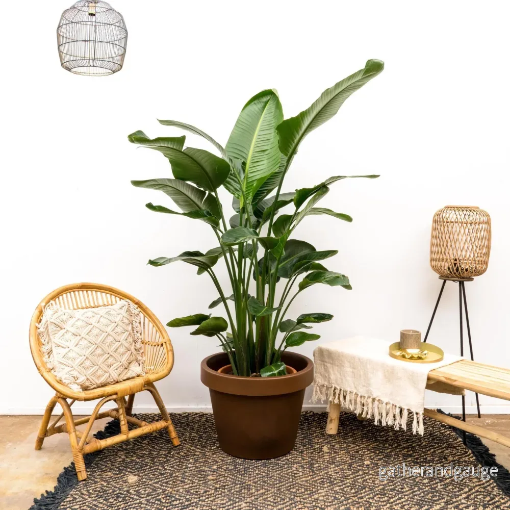 Strelitzia Nicolai lyx XXL - 250cm - ø40 - Bild 2