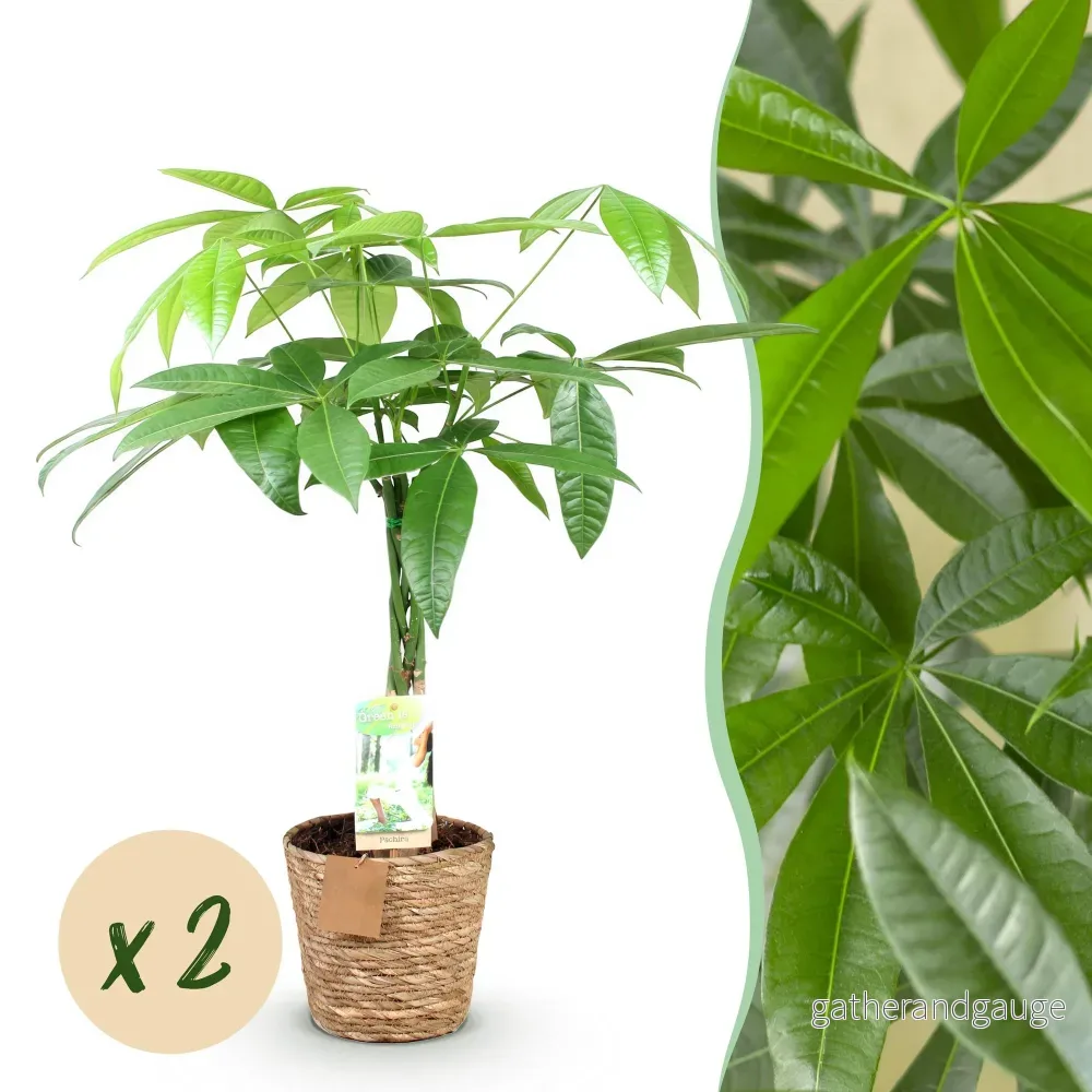 Pachira Aquatica flätad stam – Set om 2 – Höjd 60-70 cm - Bild 2
