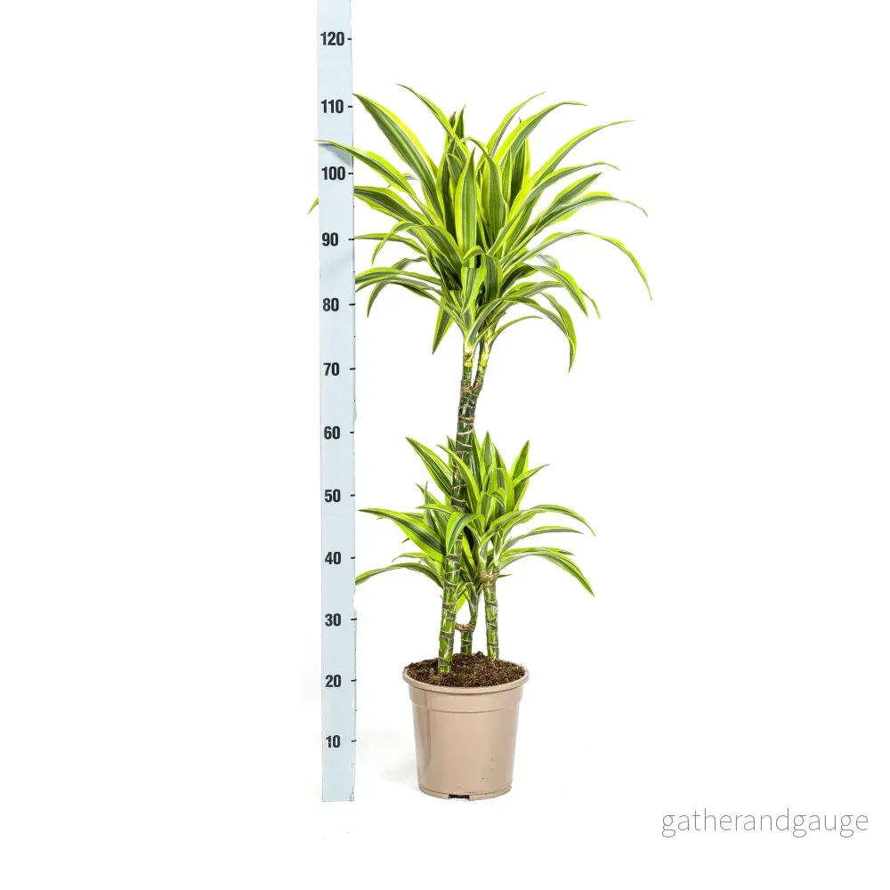 Dracaena Deremensis Lemon Lime met mand Ø21cm - ↕90 - 110cm - Bild 3